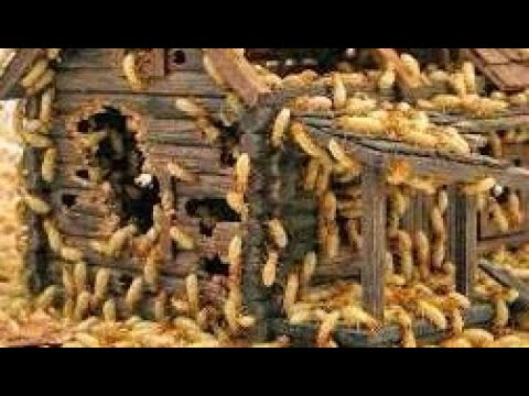 Reacting to 1,000 termites vs wood house 