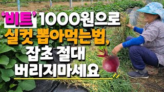 비트 재배 이렇게 해보세요 풀 잡초 매트를 활용하면 훨씬 좋습니다 - beet cultivation