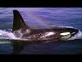 Earth Island Institution Orca Adoption Kit Free Willy VHS