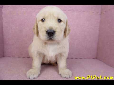 03/12黃金獵犬公幼犬1號(新北三重)