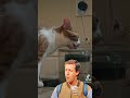 Adam Sandler approves Peachy's water. #cats #shorts #thewaterboy  #funny #adamsandler