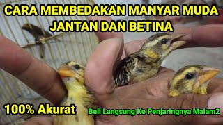 Download lagu cara membedakan burung manyar muda jantan dan betina #manyar #manyargacor #burungmanyar mp3 Download lagu cara membedakan burung manyar muda jantan dan betina #manyar #manyargacor #burungmanyar mp3