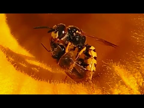 Wilk pszczeli - kopanie norki i polowanie na pszczoły / Beewolf - digging a burrow and bee hunting