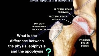 Growth Plates Physis Epiphysis & Apophysis - Everything You Need To Know - Dr. Nabil Ebraheim