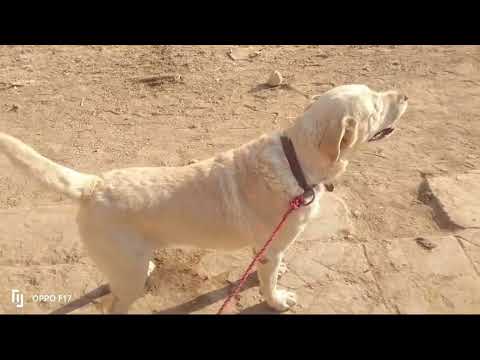 Dogs Playing Videos 2024 😅 | Best Funniest Animal Videos Of The week #16