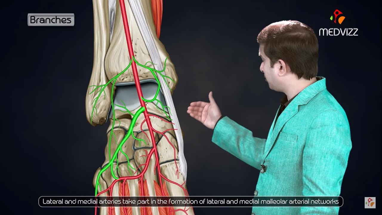 Dorsalis pedis artery Animated lecture -  Dr G Bhanu Prakash