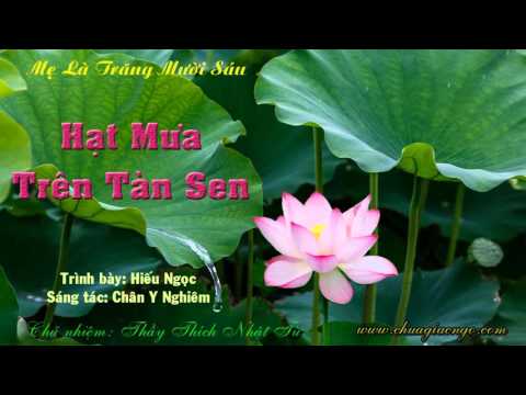 Hạt mưa trên tàn sen