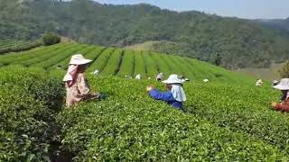 preview picture of video 'Chiang Rai raccolta del tea.'