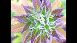 bezerra da silva - língua grega