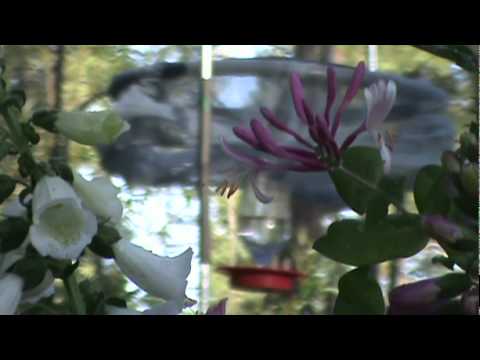 Broad-tailed Hummingbird (Selasphorus platycercus) at Feeder