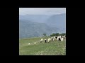 Shorts Love Status Himachal Love Shorts Mountains Peace Manali Kullu Whatsapp Status Beautiful