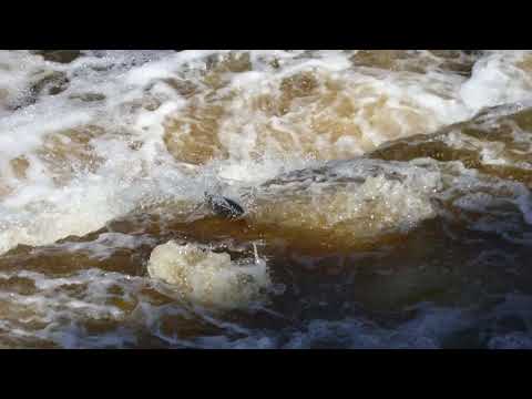 Fiskhopp, Kungsådran 13-09--2021