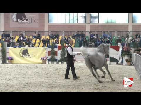 N.86 FREE GANGES - Milan 2016 - Stallions 4-6 years old (Class 10)