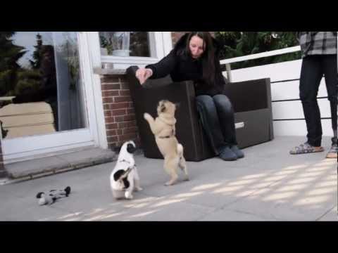 "Jack bei Lupo"  Jack Russell Terrier (11 Wochen) und Mops (15 Wochen) Welpen Mix