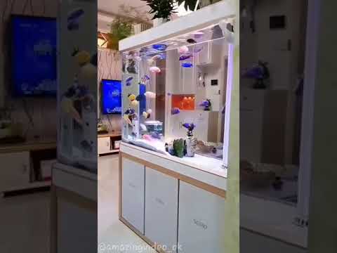 Beautiful Malawi Cichlids Tank