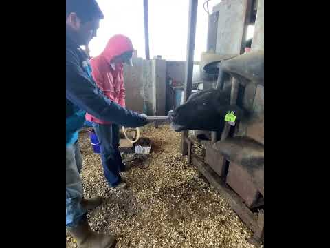 Rumen Fluid Collection Process - UGA Department of Animal and Dairy Science