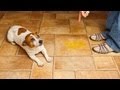 How To Handle Potty Accidents Puppy Care