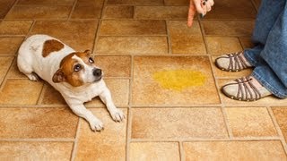 How to Handle Potty Accidents | Puppy Care