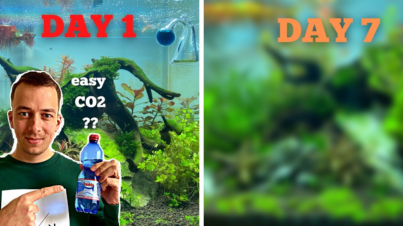 I TRIED ADDING SPARKLING WATER TO MY AQUARIUM AND THIS IS WHAT HAPPENED!! CHEAP DIY CO2
