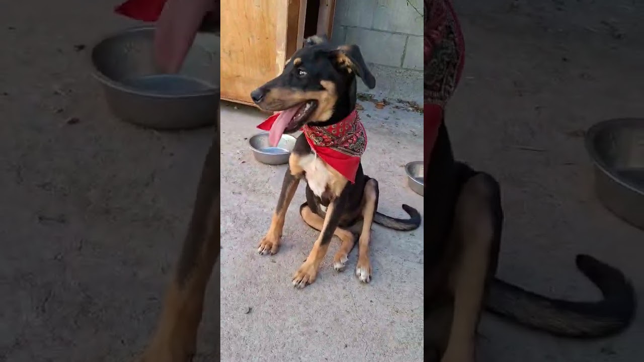 Enlarge Lunita, a Adoptable mixed breed in Oceanside, CA video 5/5
