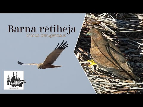 Barna rétihéja