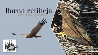 Barna rétihéja bemutatása – fajismertető videó