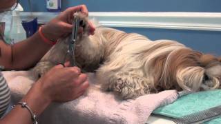 Grooming Series: Trimming the Paws