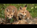 The Surprising Way Red Fox Vixens Raise Cubs In The City Discover Wildlife Robert E Fuller