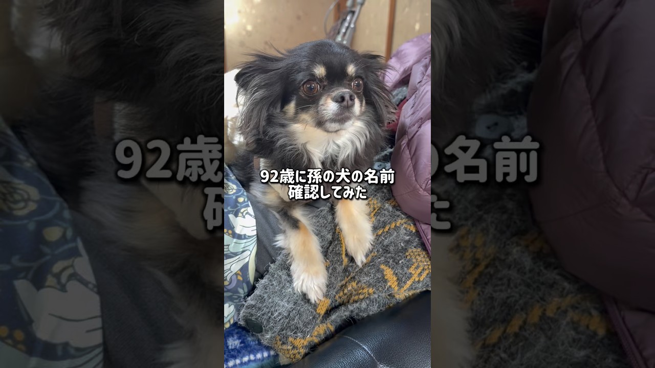 お婆ちゃんに孫の犬の名前確認してみた #チワワ #犬のいる生活 #実家 #お婆ちゃん #検証