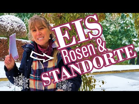 Deeply frozen roses - What to do? And location tips for your rose selection