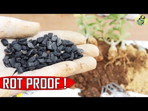 download lagu mp3 mp4 Cactus Garden Soil, download lagu Cactus Garden Soil gratis, unduh video klip Cactus Garden Soil