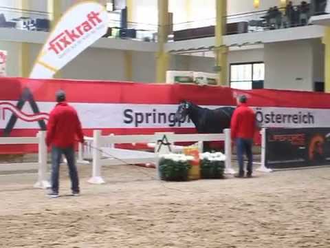 Vierjährige Freispringsiegerin 2015 - Chanel de Lassergut v. Cascavelle-Lavall I