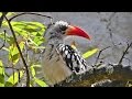 Red Billed Hornbill Bird Red Billed Hornbill Birds