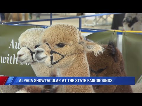 Spect-alpaca-lar alpacas show off at the Fairgrounds - YouTube