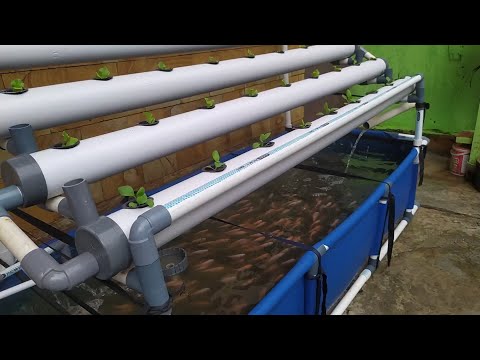 , title : 'DIY : How to make Simple RAS system Tilapia Ponds || Aquaponic System (part 2)'
