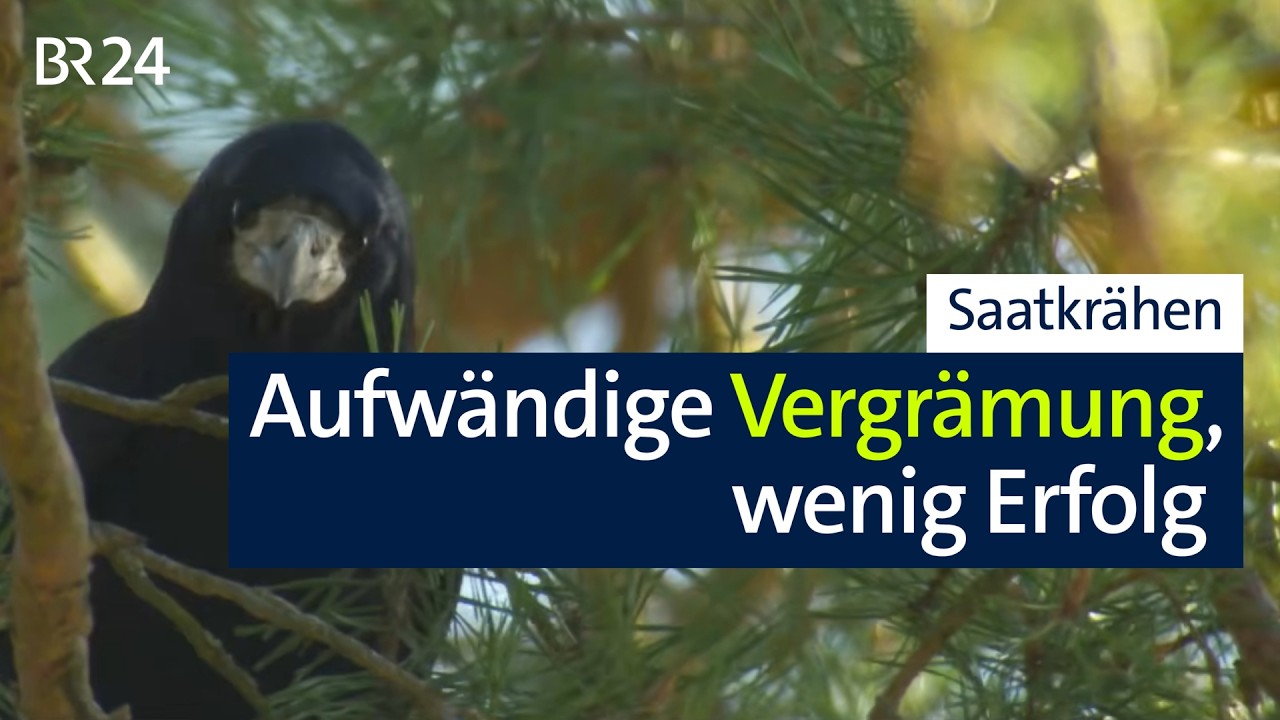Aufwändige Vergrämung: Was tun gegen die Saatkräheninvasion? | Abendschau | BR24
