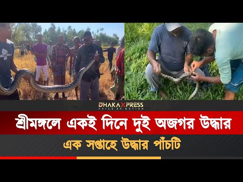 একদিনে দুই অজগর উদ্ধার! শ্রীমঙ্গলে রহস্যজনকভাবে বাড়ছে সাপের উপস্থিতি
