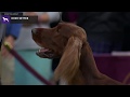 Setters (Irish) | Breed Judging 2020