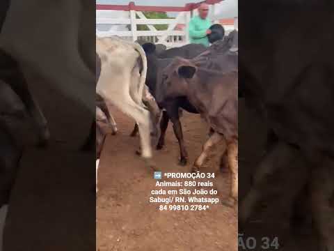 34 Animais: 880 reais cada em São João do Sabugi/ RN. Whatsapp 84 99810 2784*#gado
