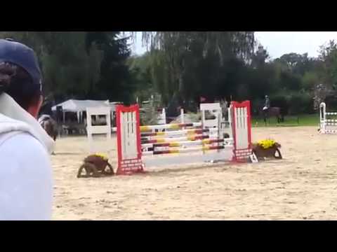 Sahara v. Stakkato - Escudo