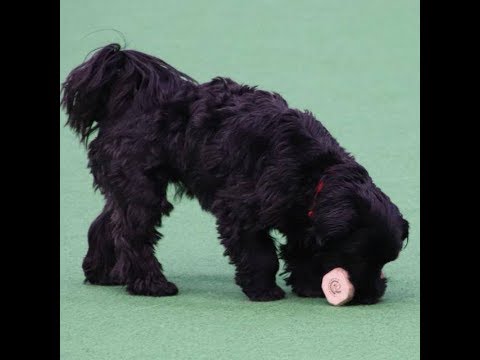 Kerstin mit Djeannie (Havaneser) Obedience Beginner "sg"