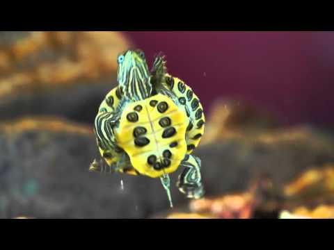 Watch Video on YouTube