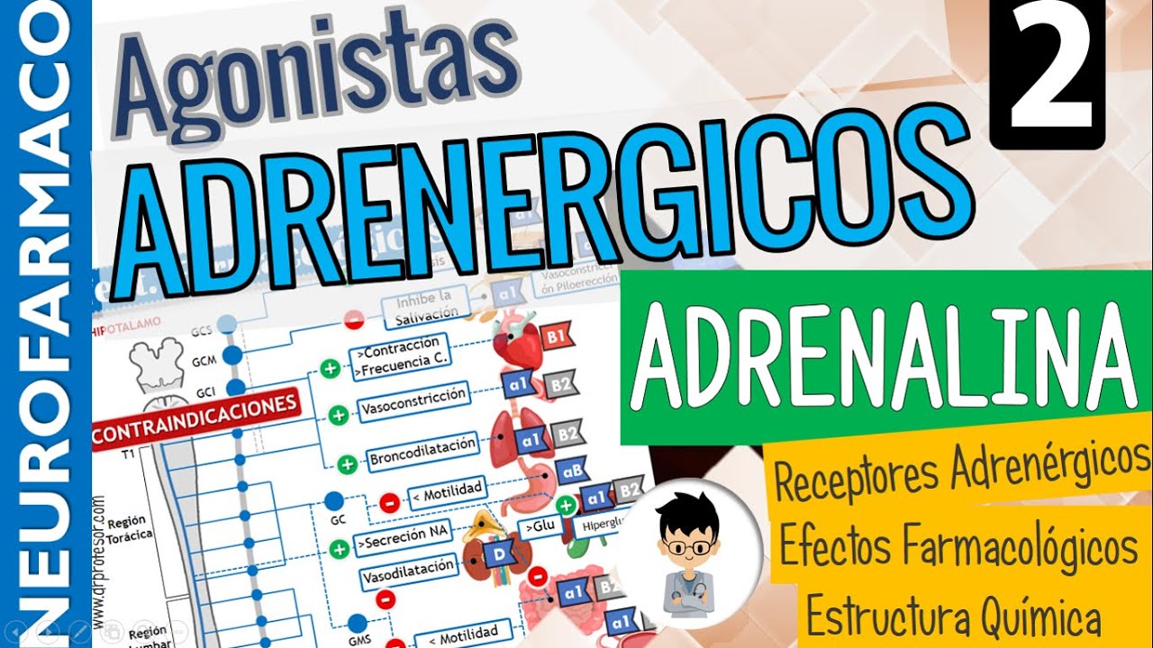 ADRENALINA - RECEPTORES Adrenérgicos, Efectos Farmacológicos, Estructura |Simpaticomiméticos 2