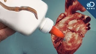 How Worms Can Fix Your Heart