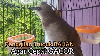 Download lagu panggilan trucukan gacor di Pagi hari ampuh Untuk Pancingan Trucukan BAHAN BAKALAN AGAR CEPAT Gacor mp3