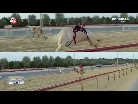  الشوط 13 (سيّد) لـ هجن الشحانية 12:54:4 , تاهيل المرموم 2025/11/16 حول زمول 