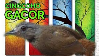 Download lagu SUARA BURUNG PELANDUK SEMAK JANTAN GACOR mp3