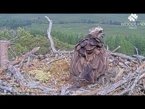 Mum keeps a close watch as adventurous Loch Arkaig Osprey chick wanders near the edge 12 Jun 2023