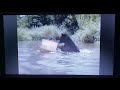 The Adventures Of Milo Otis 1989 Trailer VHS Capture
