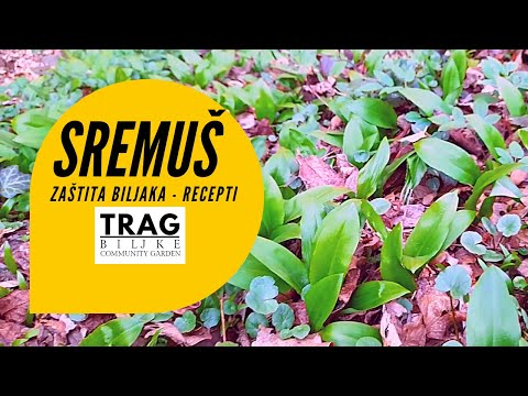 SREMUSH (lat. Allium ursinum) - PLANT PROTECTION AND RECIPES (2022) [TRACE OF THE PLANT]